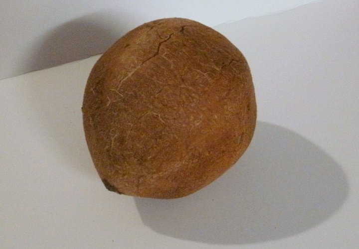 03 - Shelled.jpg