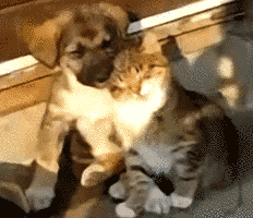 0PNM2ab.gif