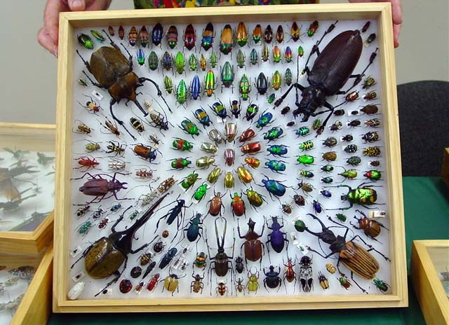 1 - Beetles - Assorted - 01.jpg