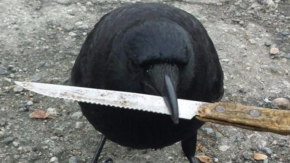 1530809229615crow.jpg