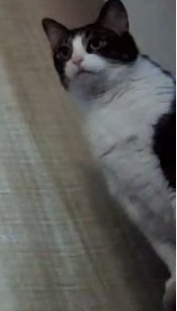 1624587222092.png