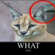1726107305471.png