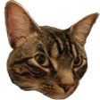1K-cat.png