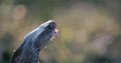 34a4e83d9f7645bcafe71e0d52861f62.gif