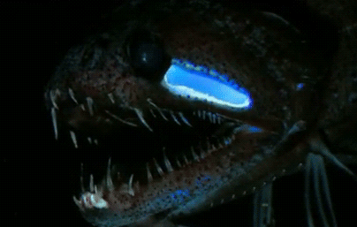46428.gif