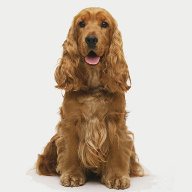 600-cocker-spaniel-dog_640x482.jpg