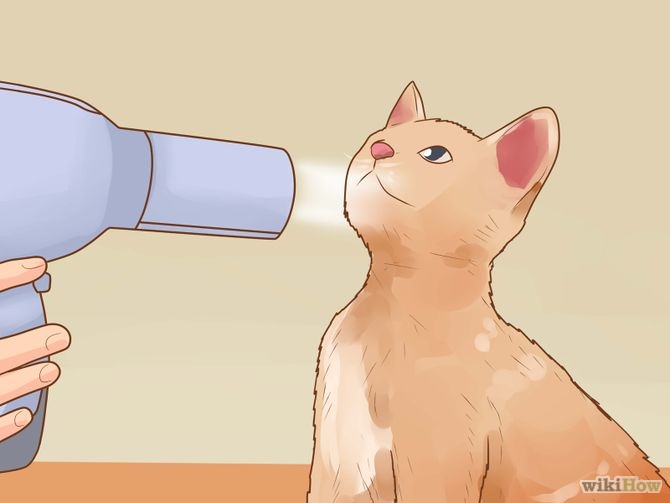 670px-Bathe-a-Cat-Step-18.jpg