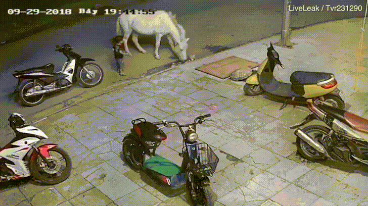 77512.gif
