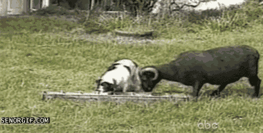 7E58BB25-D277-432D-9EA2-ABF86414A87A.gif