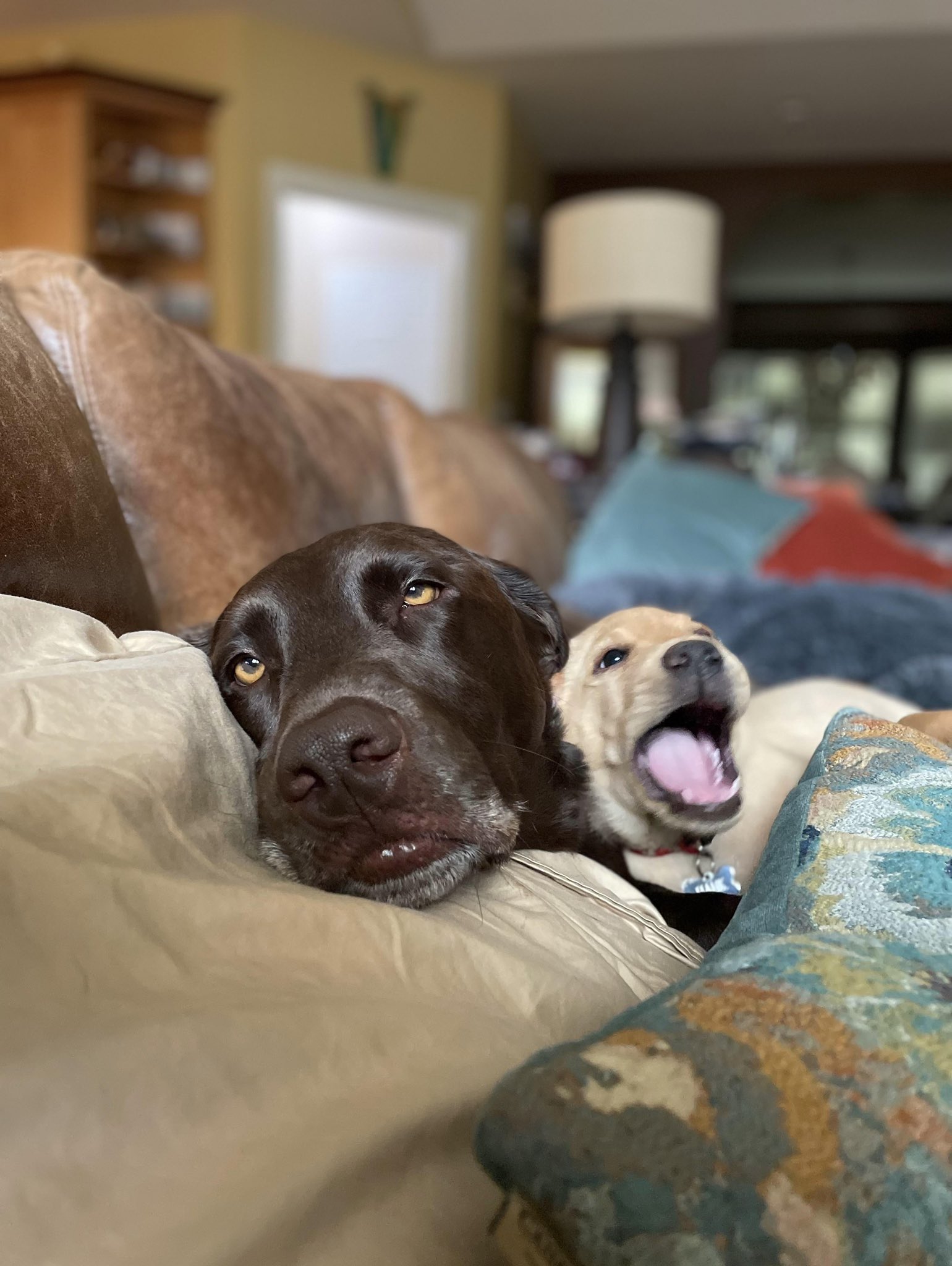 8175332F-743E-4C02-A68E-F907E7E45E6B.jpeg