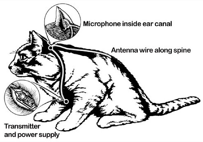 acoustickitty.jpg