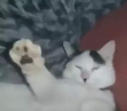 Adolf Kitler.webp