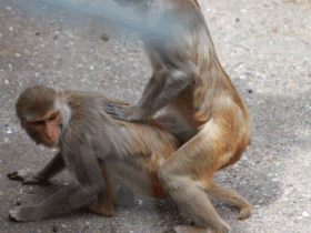 Affenliebe.gif
