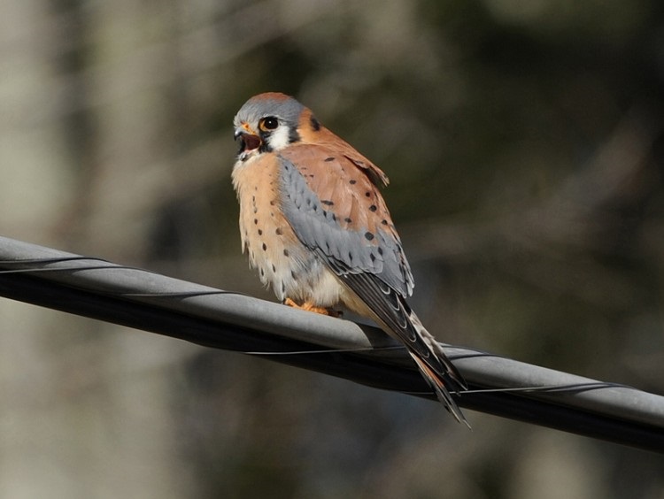 american-kestrel.jpg