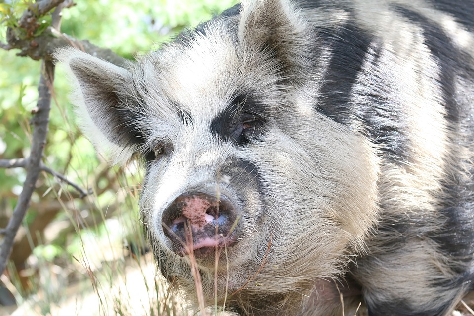 animal-1238945_960_720.jpg