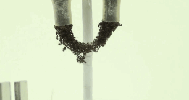 ant bridge.gif