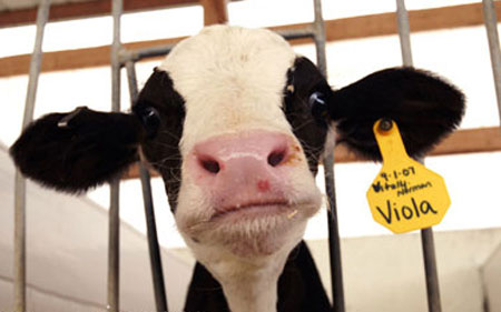 baby-cow.jpg