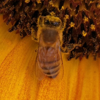 Bee.jpg