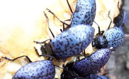 beetles.jpg