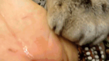 bite.gif