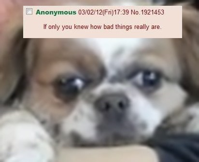 BoogieDog.jpg
