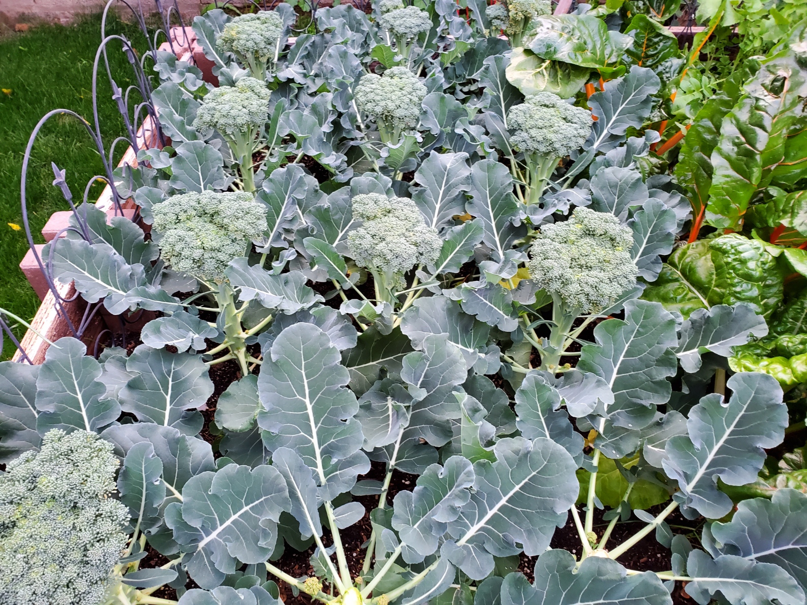 brocolli.jpg