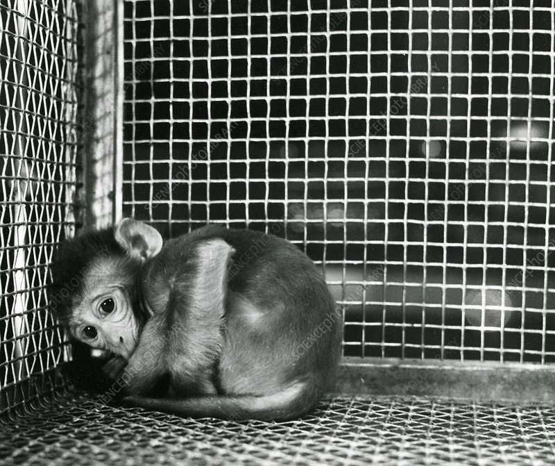 C0303741-Harlow_s_monkey_experiment.jpg
