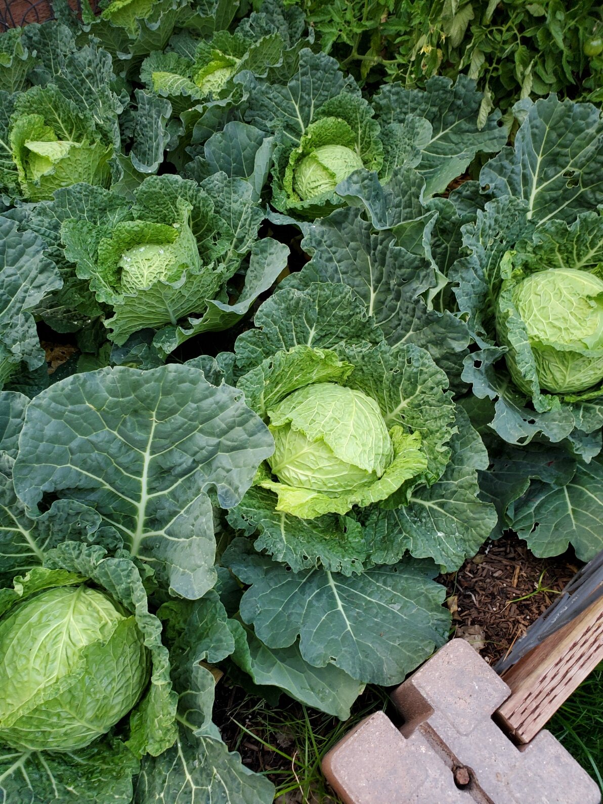 cabbage.jpg