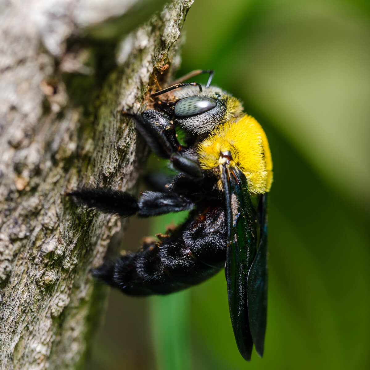 carpenter_bee.jpg