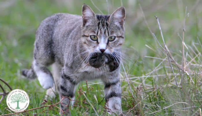 cat-catching-a-mouse.jpg