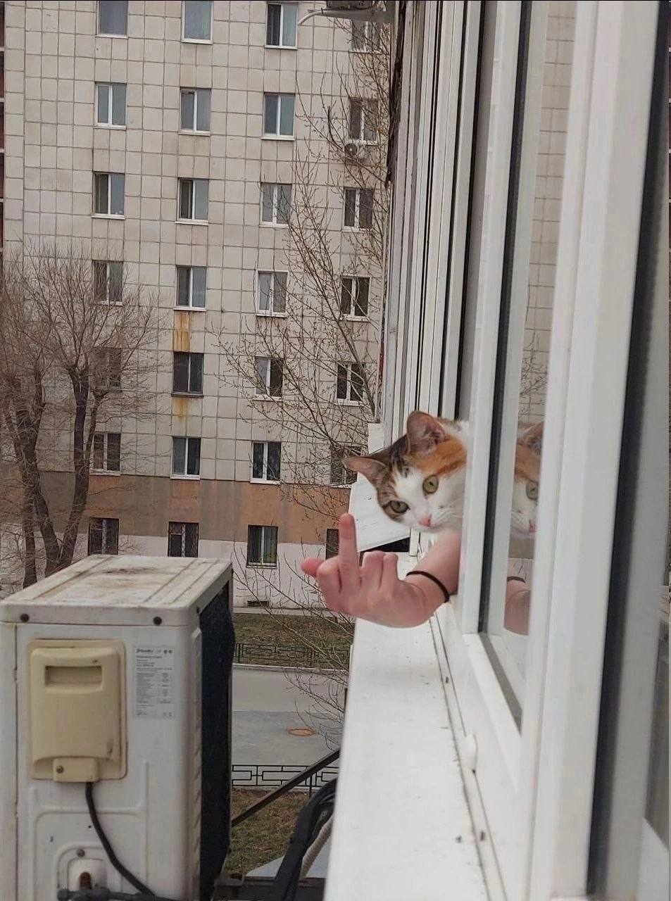 cat middle finger.jpg