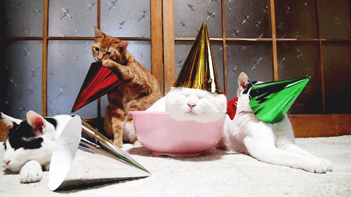 cat party.gif