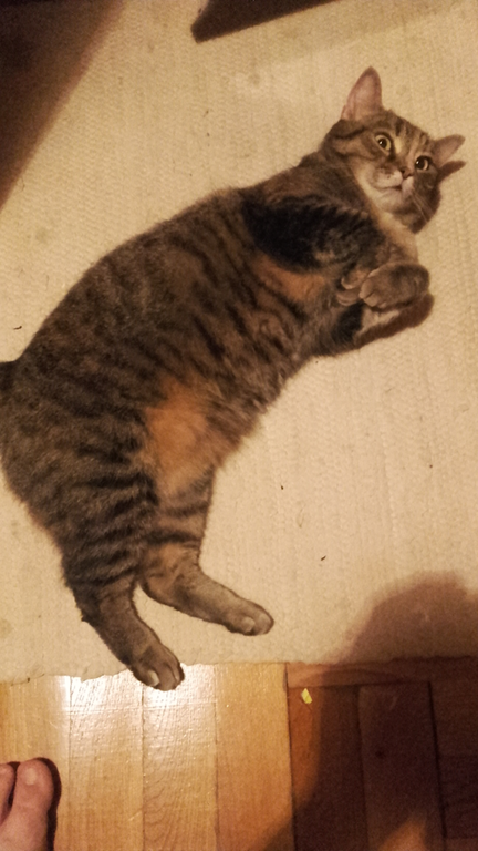 cat.png