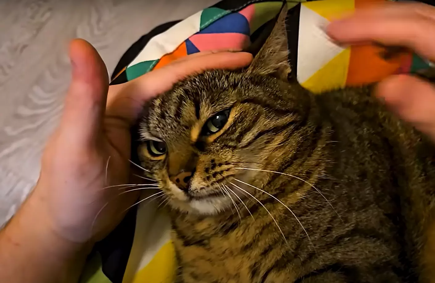 Cat.webp