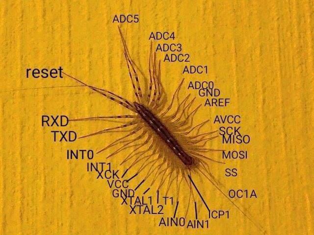 centipede microchip.jpg