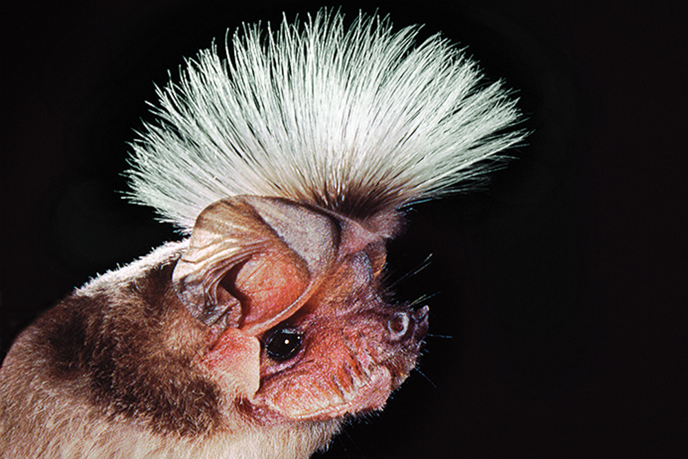 Chapins-Free-Tailed-Bat.jpg