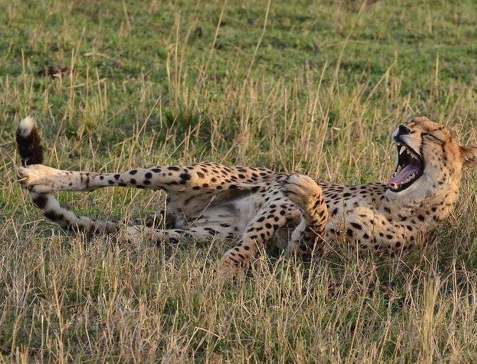 cheetah-has-a-good-laugh.png