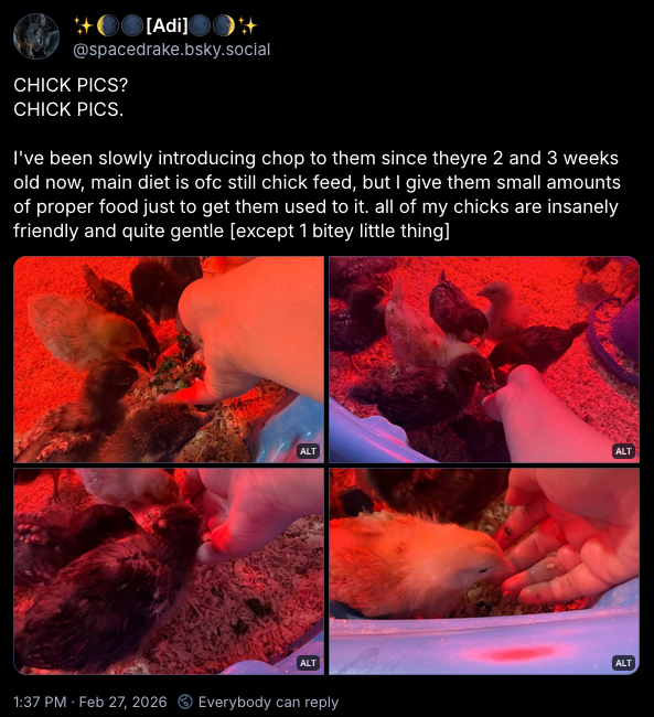 chick pics 1.png