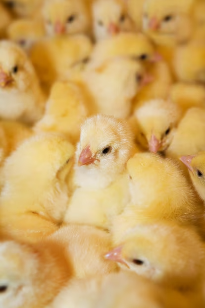 chickens.png