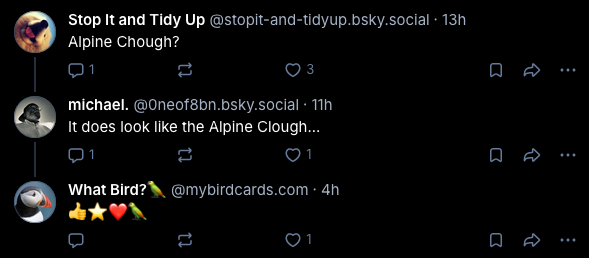 chough 2.png