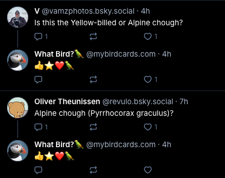 chough.png