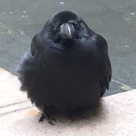 chunky lil birdie.png
