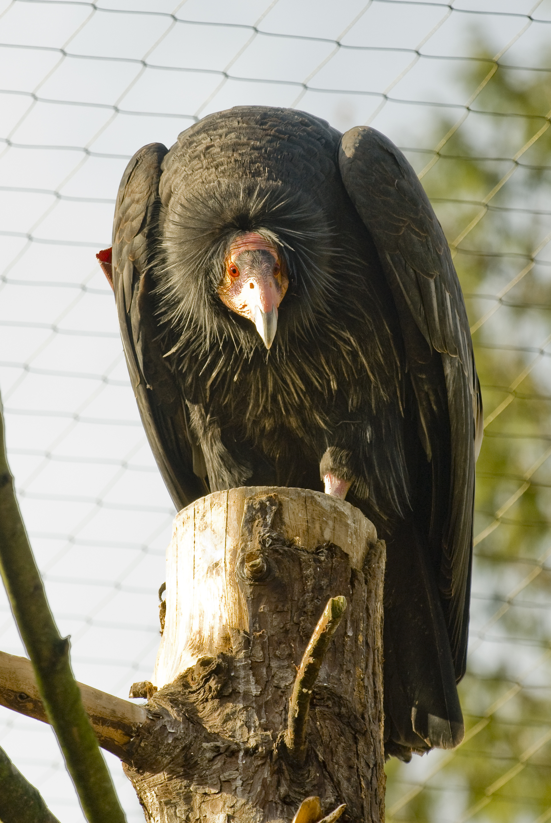 Condor-Wallpaper-For-Android.jpg