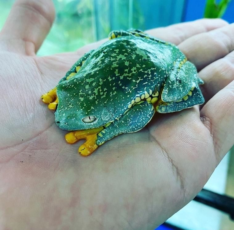 cool ass frog.jpg