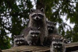 coon2.jpg