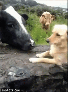 cowlick assault.gif