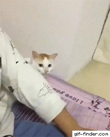 cute-cat-5.gif