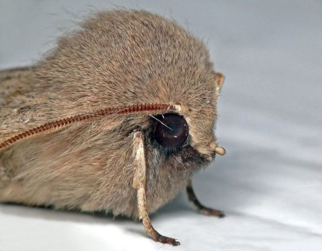 cutest-bug-ever.jpg