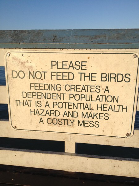 do not feed the birds.jpg