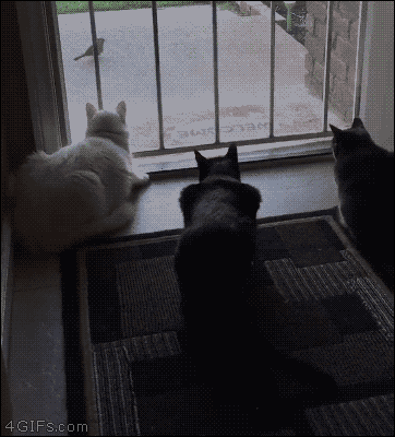 dog bark.gif